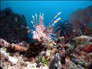 Lionfish on reef